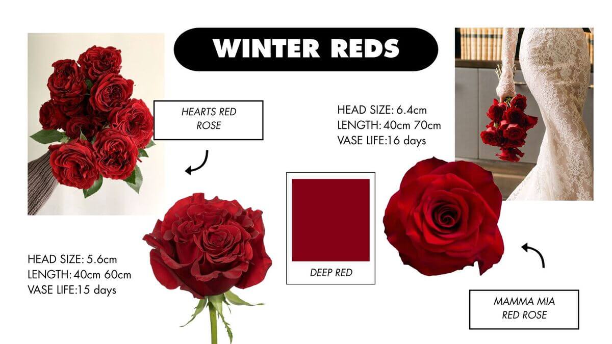 A collage of winter roses in deep red tones, featuring rich, bold hues that capture warmth and seasonal elegance.