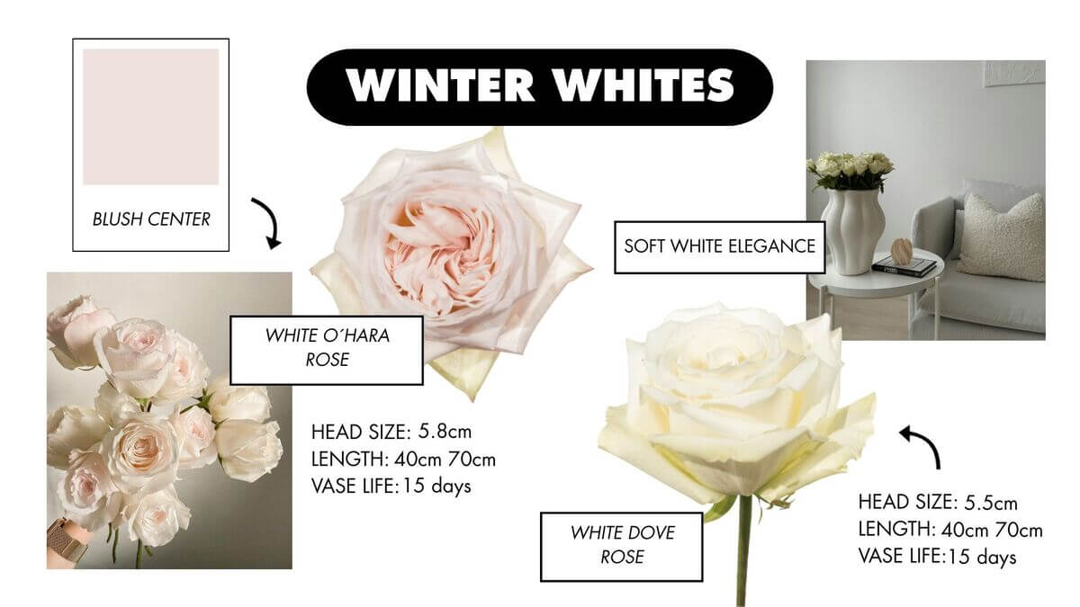 A collage of winter roses in soft white and cream shades, showcasing crisp, snowy tones and refined seasonal beauty.