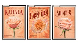 Kahala, Carpe Diem, and Shimmer peach rose varieties featured as the supporting cast of The Peach Rose Edit.
