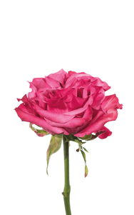 Country Blues Rose second stage of bloom, premium Ecuadorian rose for export by Royal Flowers