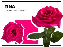 Tina Hot Pink Rose Collage