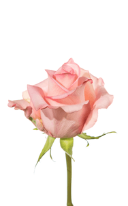 Rhoslyn Rose first stage of bloom, premium Ecuadorian rose for export by Royal Flowers