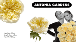 Visual collage of the antonia garden rose with information on its head size, length, and vase life. 