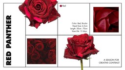 Red Panther autumn rose with bold red petals for fall floral designs