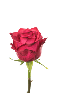 Lola Rose first stage of bloom, premium Ecuadorian rose for export by Royal Flowers