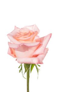 Rhoslyn Rose third stage of bloom, premium Ecuadorian rose for export by Royal Flowers