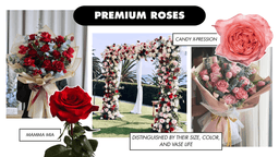 Premium rose