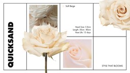 collage of quicksand novelty rose