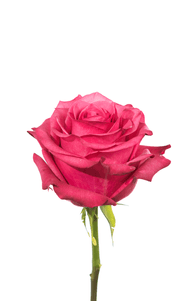 Lola Rose third stage of bloom, premium Ecuadorian rose for export by Royal Flowers