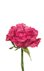 Country Blues Rose third stage of bloom, premium Ecuadorian rose for export by Royal Flowers