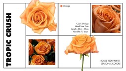 Tropic Crush autumn rose with vibrant orange tones