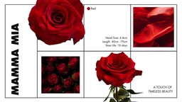 collage of mamma mia red rose