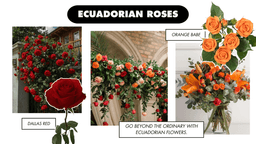 Ecuadorian Rose